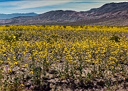 Geraea canescens 16-6136-7